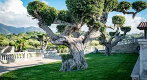 Tenuta Pietravera - Image 4