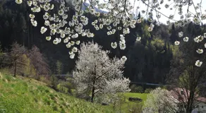 Gästehaus Pension Edelweiss - Image 2