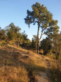Pinewood retreat - Image 5