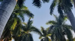 At SILVER PALMS - Image 2