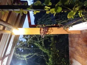 Cinnamon Leaf villa - Image 5