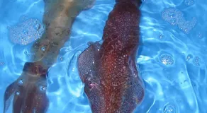 癒しの宿 こえもん - Image 5