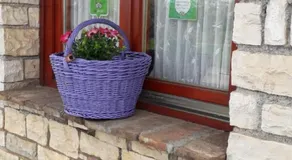 Lavanda - Image 4