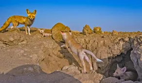 Runn Riders - Image 3