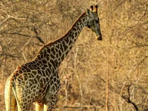 Mazuri Shamba Lodge - Image 4