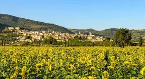 Cascina Ridolfi - Il Nido d'Amore - Image 5