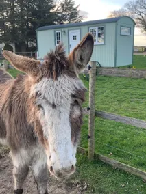 Starry Meadow & Rescued Animal Experiences - Image 5