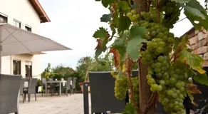 Weingut Sandwiese Winzerhotel - Image 3