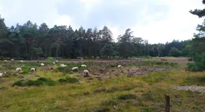 Oeroeboeroe - Image 4