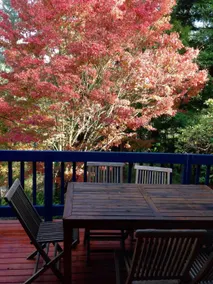 Exotic Forest's Edge Sanctuary - Healesville - Image 5