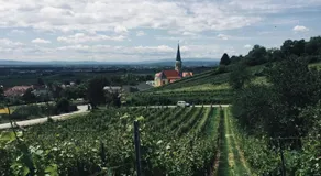 Weingut und Gästehaus Hofer - Image 5