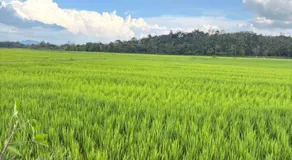 Swasthiks Home stay - Image 5