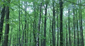 Dövared - Image 5