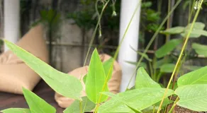 baan in kan homestay&cafe kanchanaburi city - Image 4