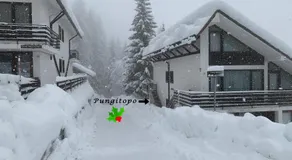Lacasinapungitopo - Image 3
