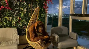 オランウータンApple House Ginowan - Image 2