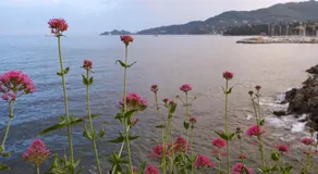 Giramondo - Image 4