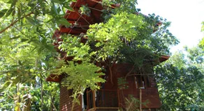 Tree House-Midigama - Image 4