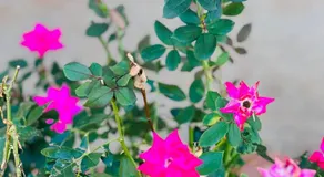 PAYLESS INN - Image 5