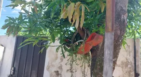 Esperanza - Image 3