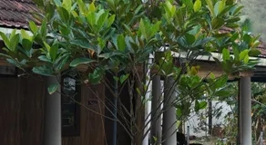 She Oak Villa - Image 3