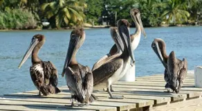 Palm & Pelican - Image 4