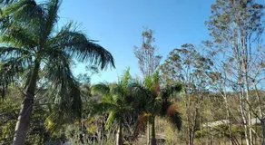 Three Palms - Image 5