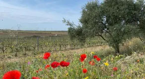 Les Toits d'Aniane - Image 4