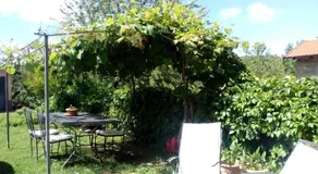 Cà Tinola - Image 5