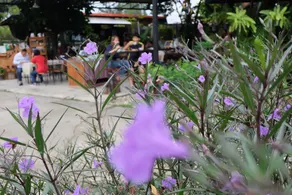 sing-ha coffee & house - Image 2