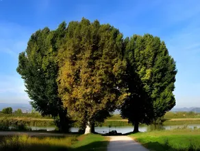 Andreoli & Miglioranzi - Image 4