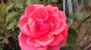 Affittacamere Le Rose - Image 4
