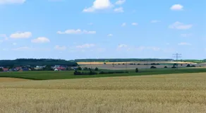 Grüner Baum - Image 5