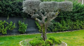 Casa do Olival - Image 2
