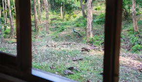 Simha farms - Image 5