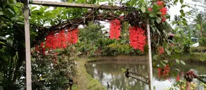 Talaga Tomohon - Image 3