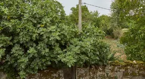 A Cucada - Image 5