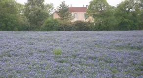 Manoir Angle - Image 4