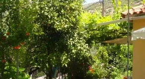 Grapes and Roses - Image 2