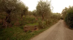 Fattoria di Camporomano - Image 5