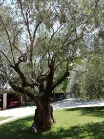 MIRKO - Image 1