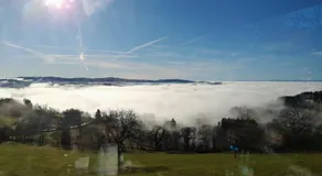 Cedre bleu - Image 2