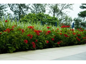 Gorillas Golf Hotel - Image 4
