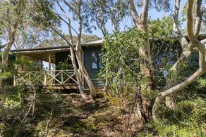 Scribbly Gum - Image 4