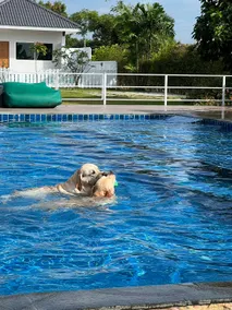 For Paws Dog Camp - Image 4