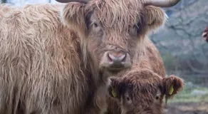 Inverlael Farm Cottages - Image 5