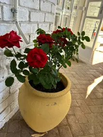Angels Haven Guest House - Image 4