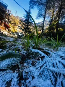 Bawli Treehouse Luxury Duplex, Jibhi - Image 4