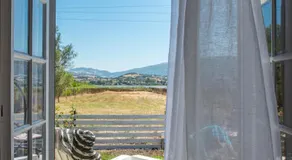 Ailanto - Image 3