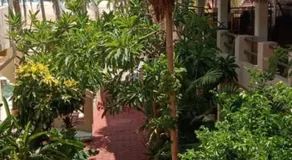 Hotel Papaya Surf - Image 3